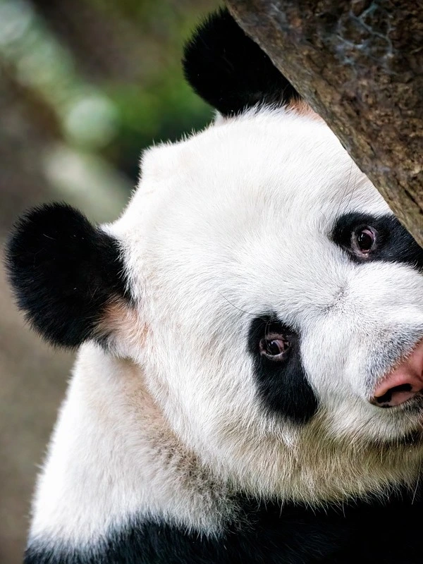 oso-panda-vertical-mirando-curioso