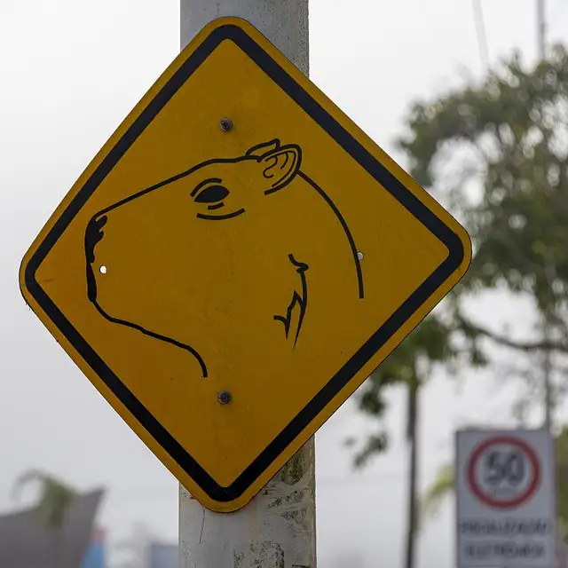 señal-capibara-precaucion señal-capibara-precaucion
