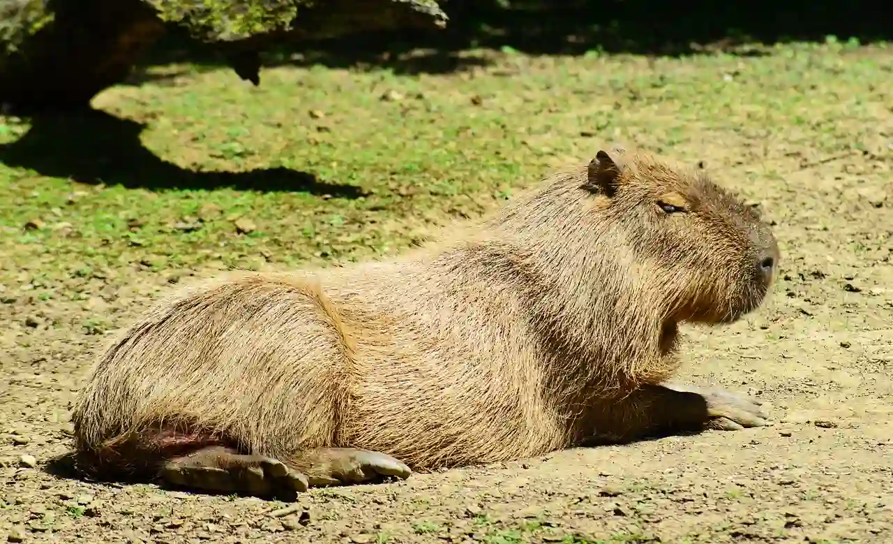 capibara-tumbada-al-sol capibara-tumbada-al-sol