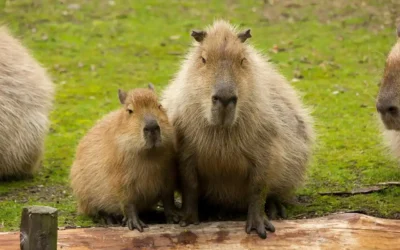 Capibaras: por qué se han ganado el corazón de Internet
