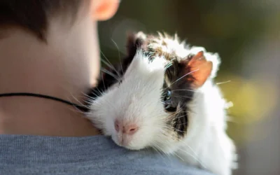 Cómo cuidar una cobaya: guía completa para principiantes