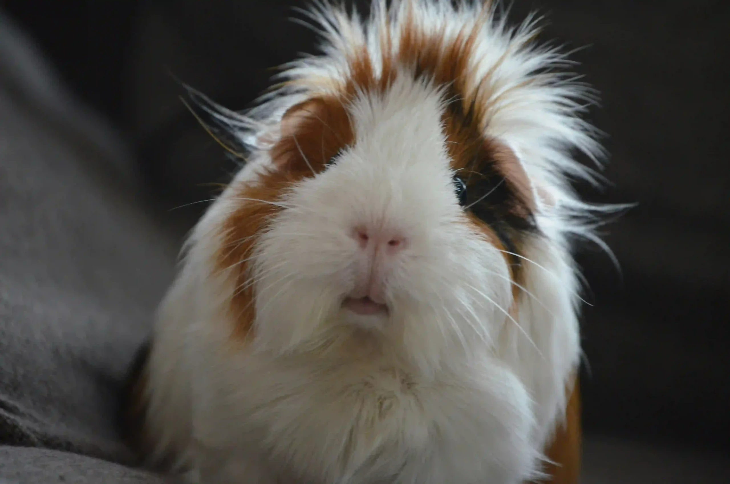 cobaya-mirando-camara cobaya-mirando-camara
