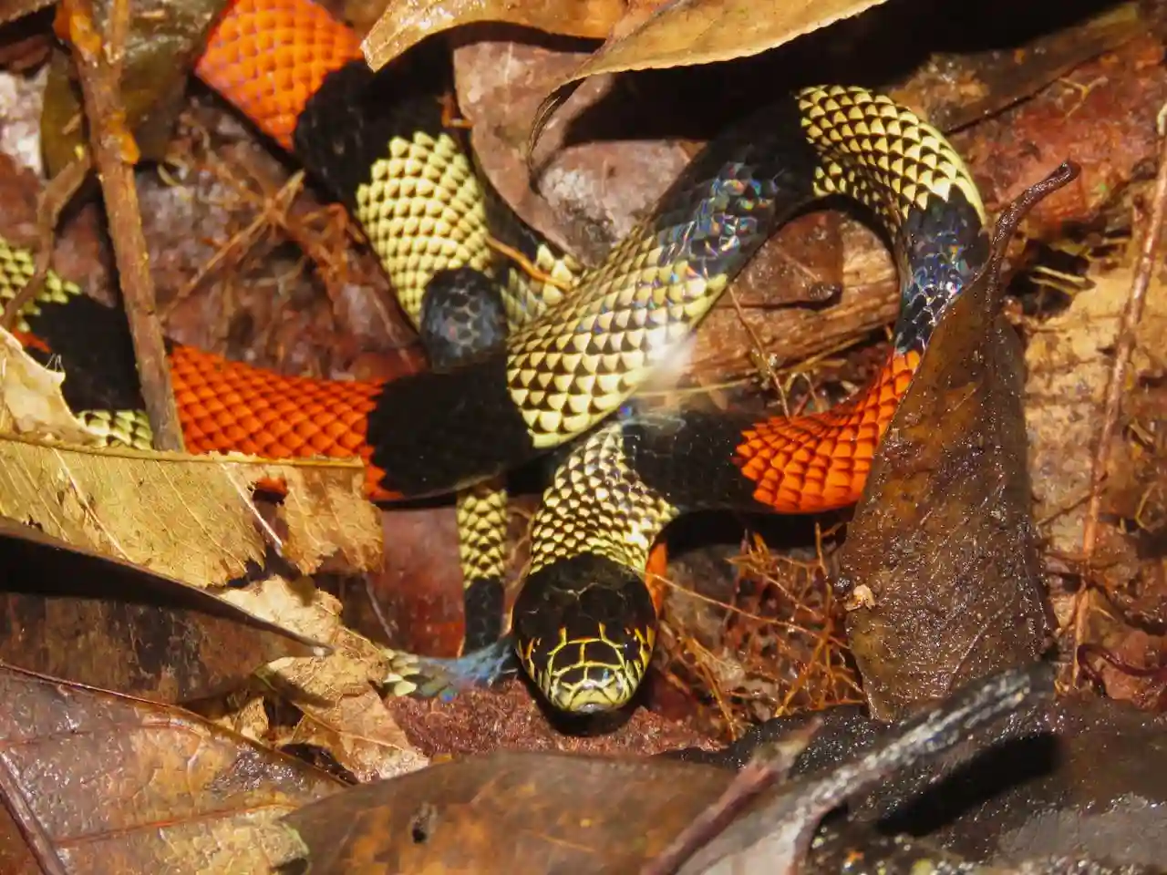 serpiente-de-coral-en-hojas-otoño serpiente-de-coral-en-hojas-otoño