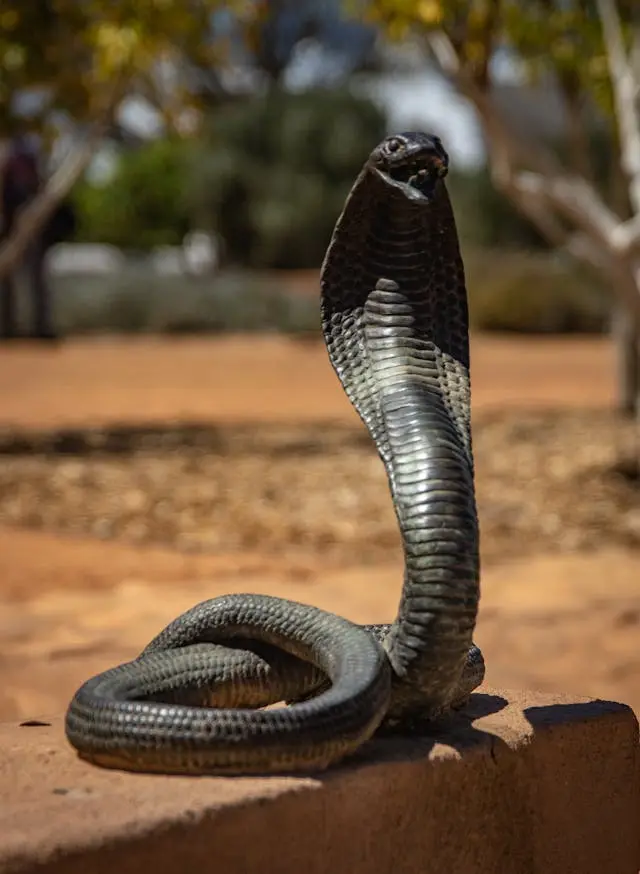 serpiente-escupidora-de-pie serpiente-escupidora-de-pie
