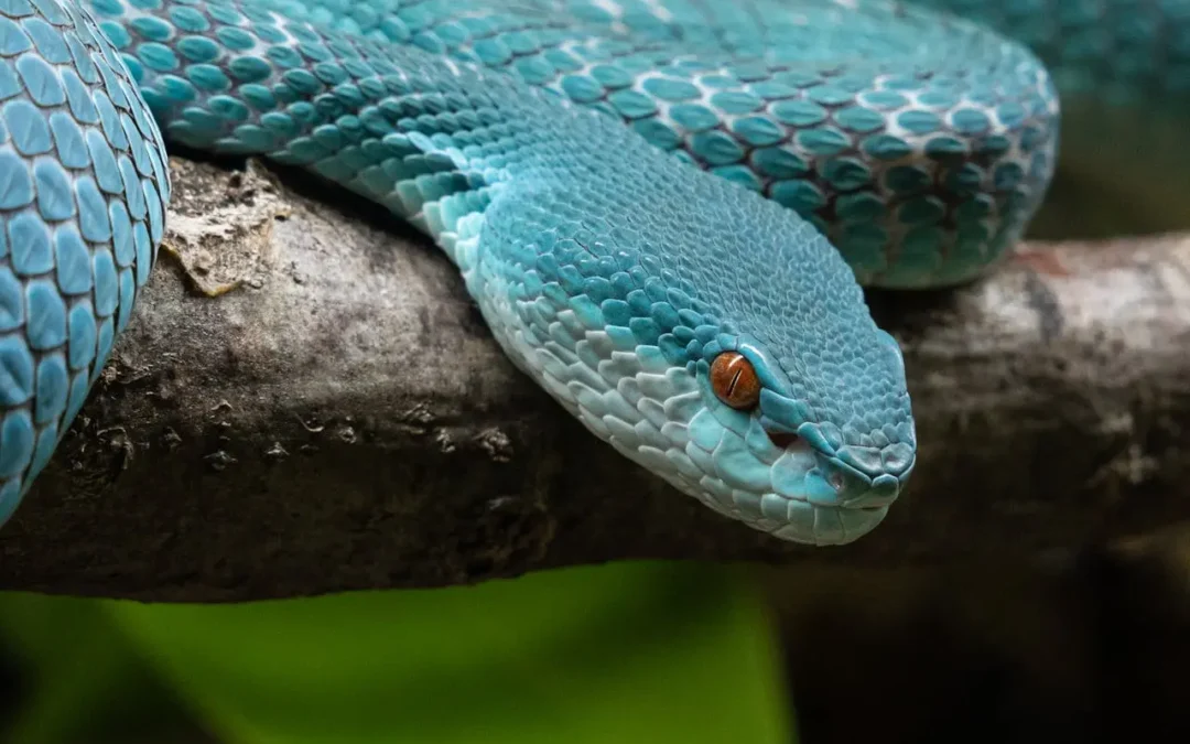 10 colores de serpientes que parecen imposibles