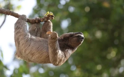 Perezosos: por qué son tan lentos y cómo eso los ayuda a sobrevivir