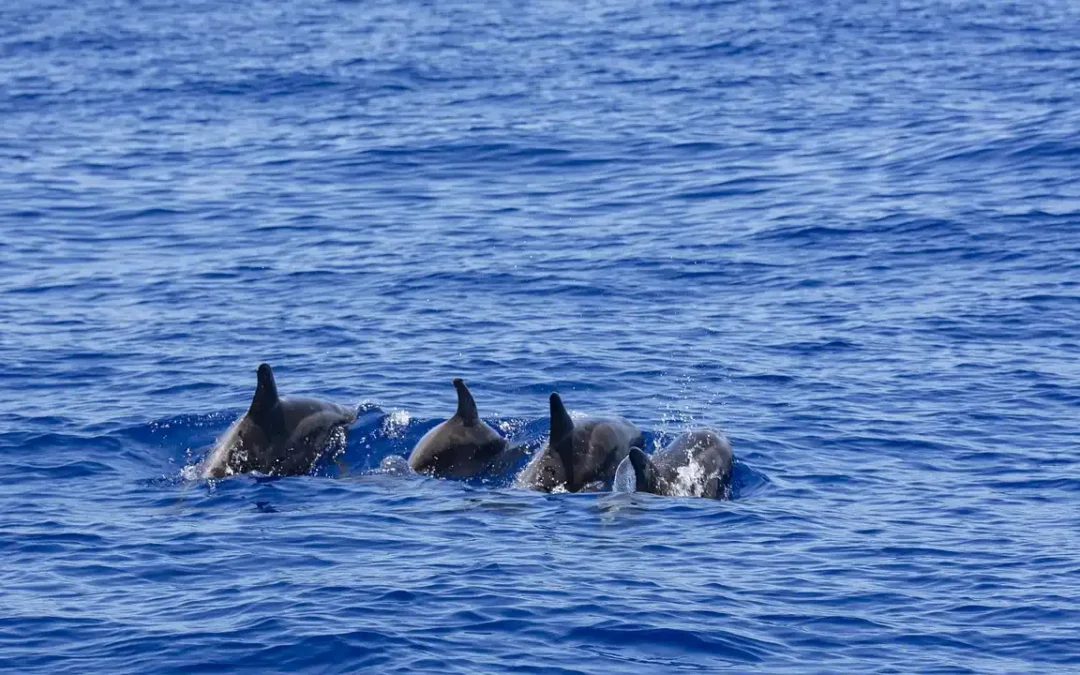 ¿Cómo duermen los delfines?
