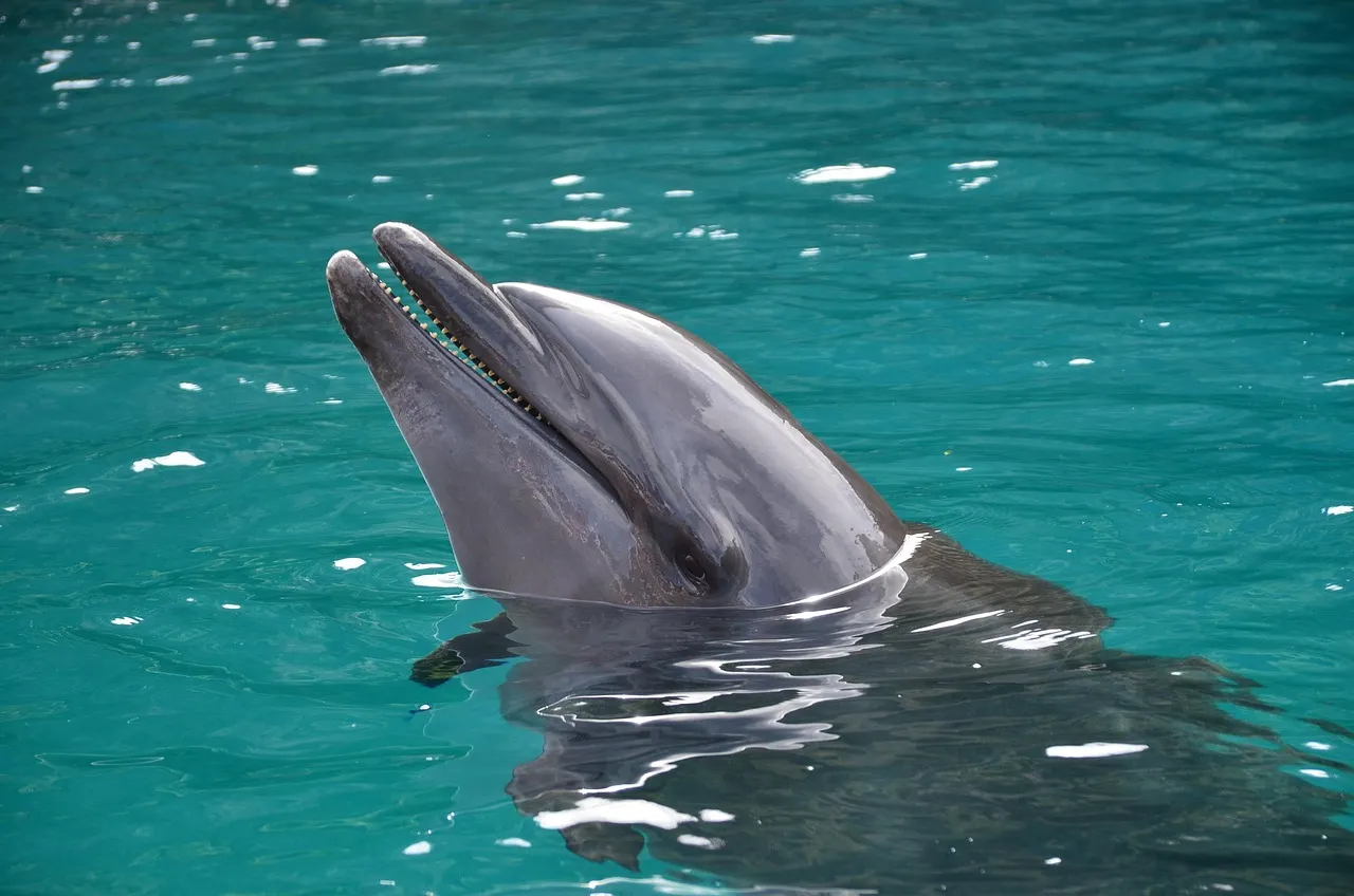 delfin-boca-abierta-dientes-mar delfin-boca-abierta-dientes-mar