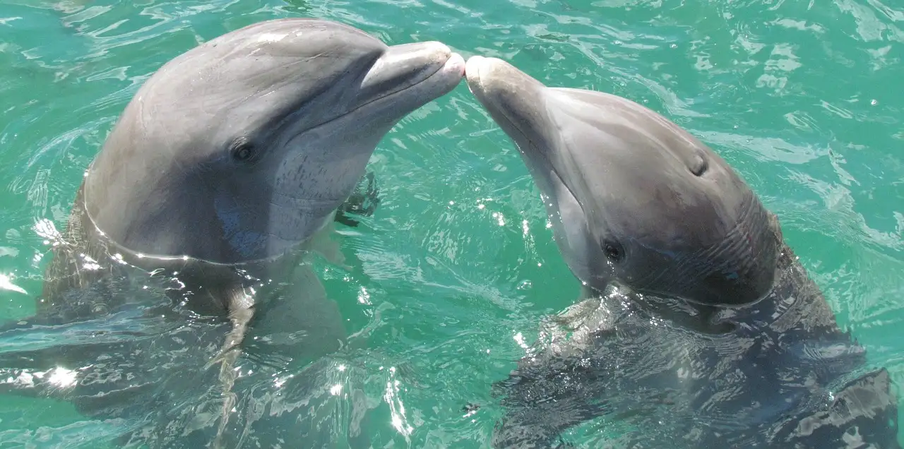 delfines-amor-hocicos-juntos-mar cobaya-mirando-camara