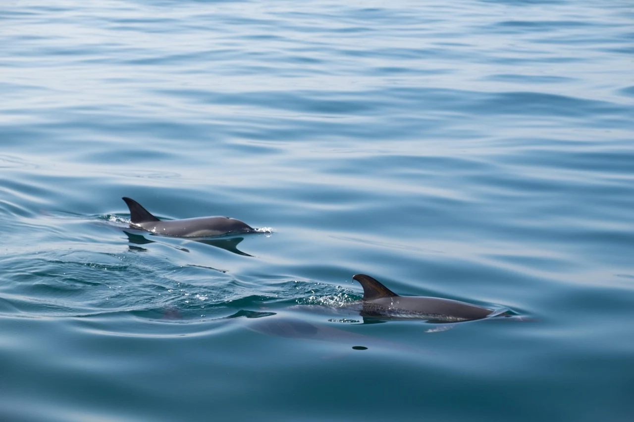 delfines-nadando-mar delfines-nadando-mar