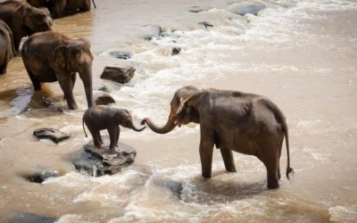10 curiosidades sobre animales que (casi) nadie conoce