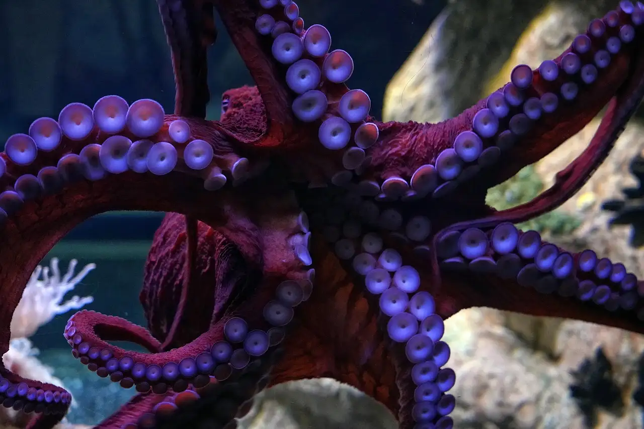 pulpo-color-extraño-enseñando-ventosas pulpo-color-extraño-enseñando-ventosas
