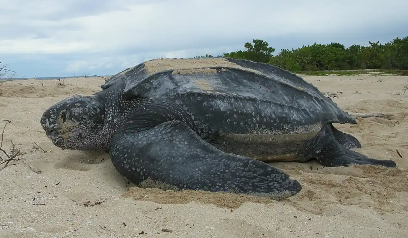 tortuga_laud_acostada_en_la_arena tortuga_laud_acostada_en_la_arena