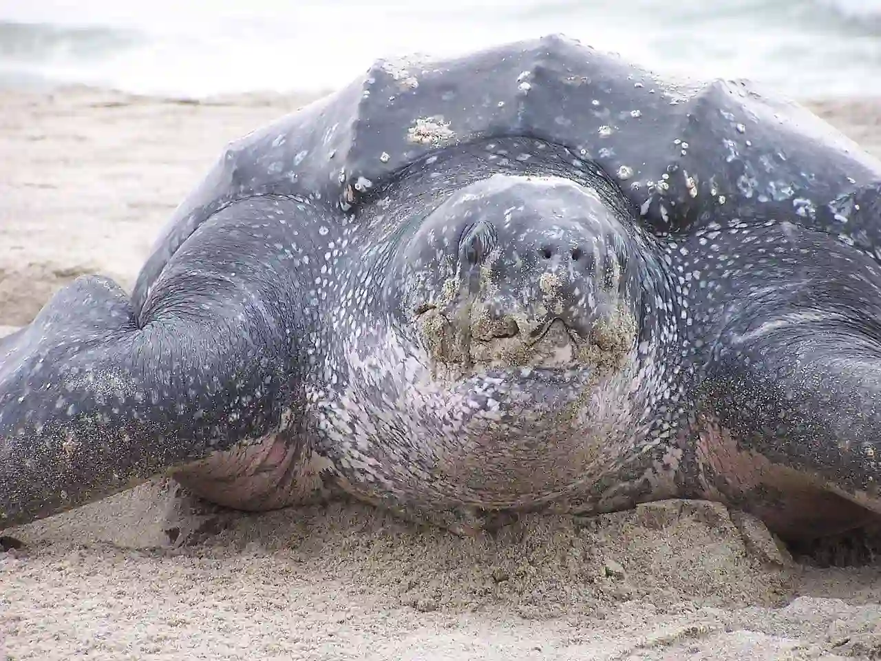tortuga_laud_mirando_al_frente tortuga_laud_mirando_al_frente