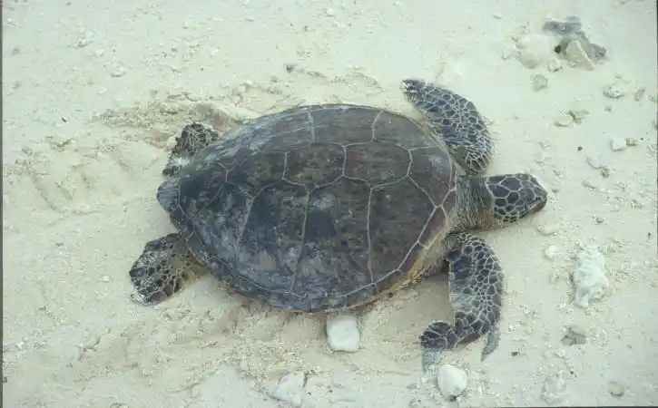 tortuga_verde_en_la_arena_varada