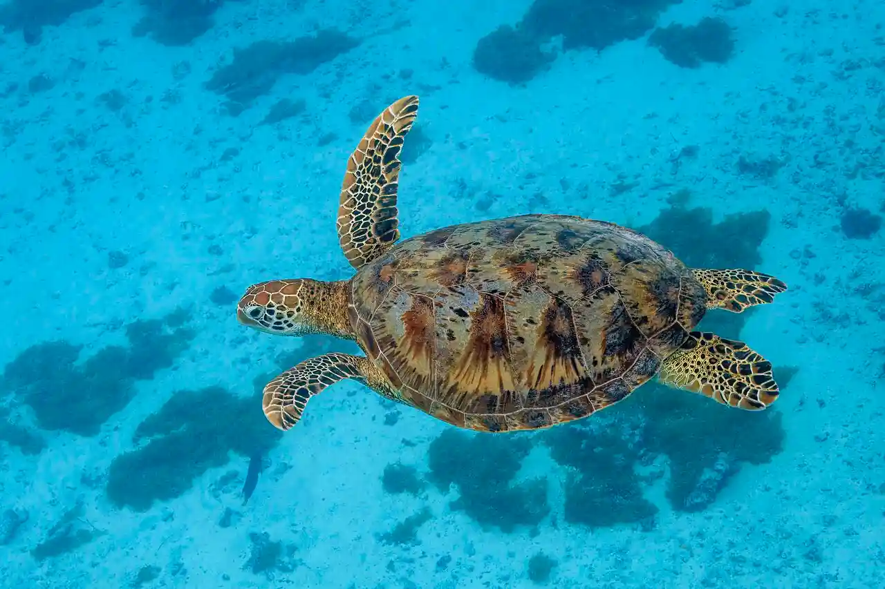 tortuga_verde_en_mar_azul_turquesa