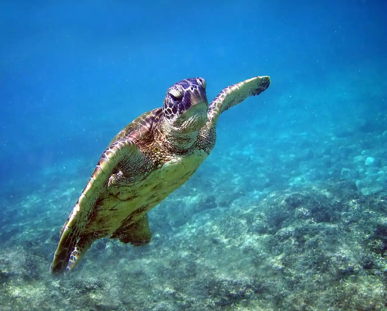 tortuga_verde_nadando_placidamente