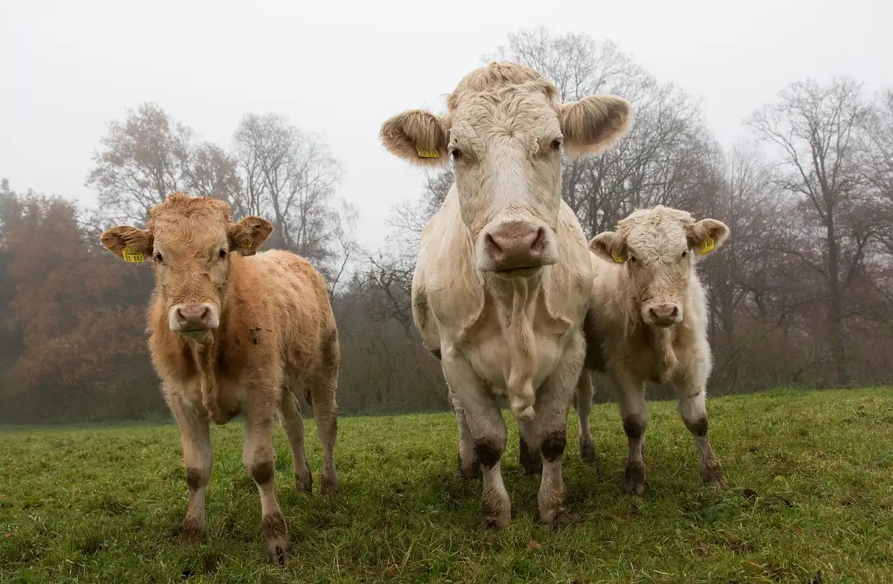 vacas-ganado-juntas cobaya-mirando-camara