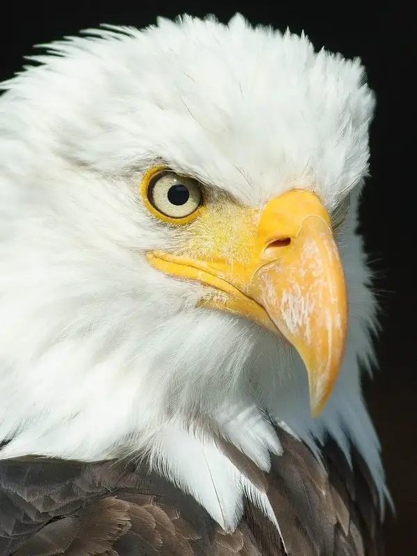 aguila-animales-del-mundo Águila con pico amarillo y cabeza blanca