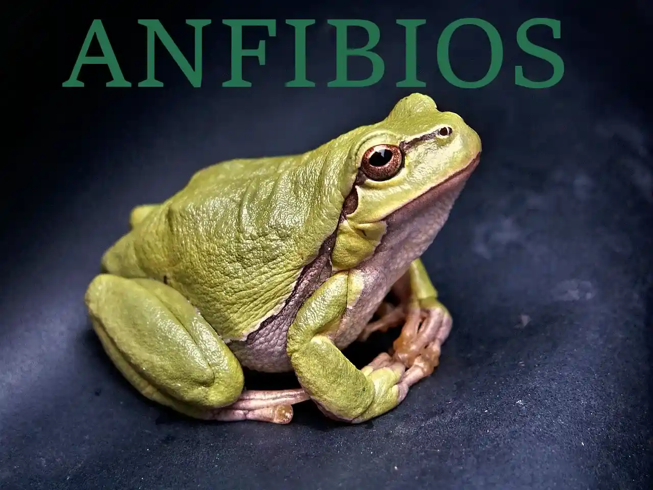 Rana verde vista de lado, representando a los anfibios