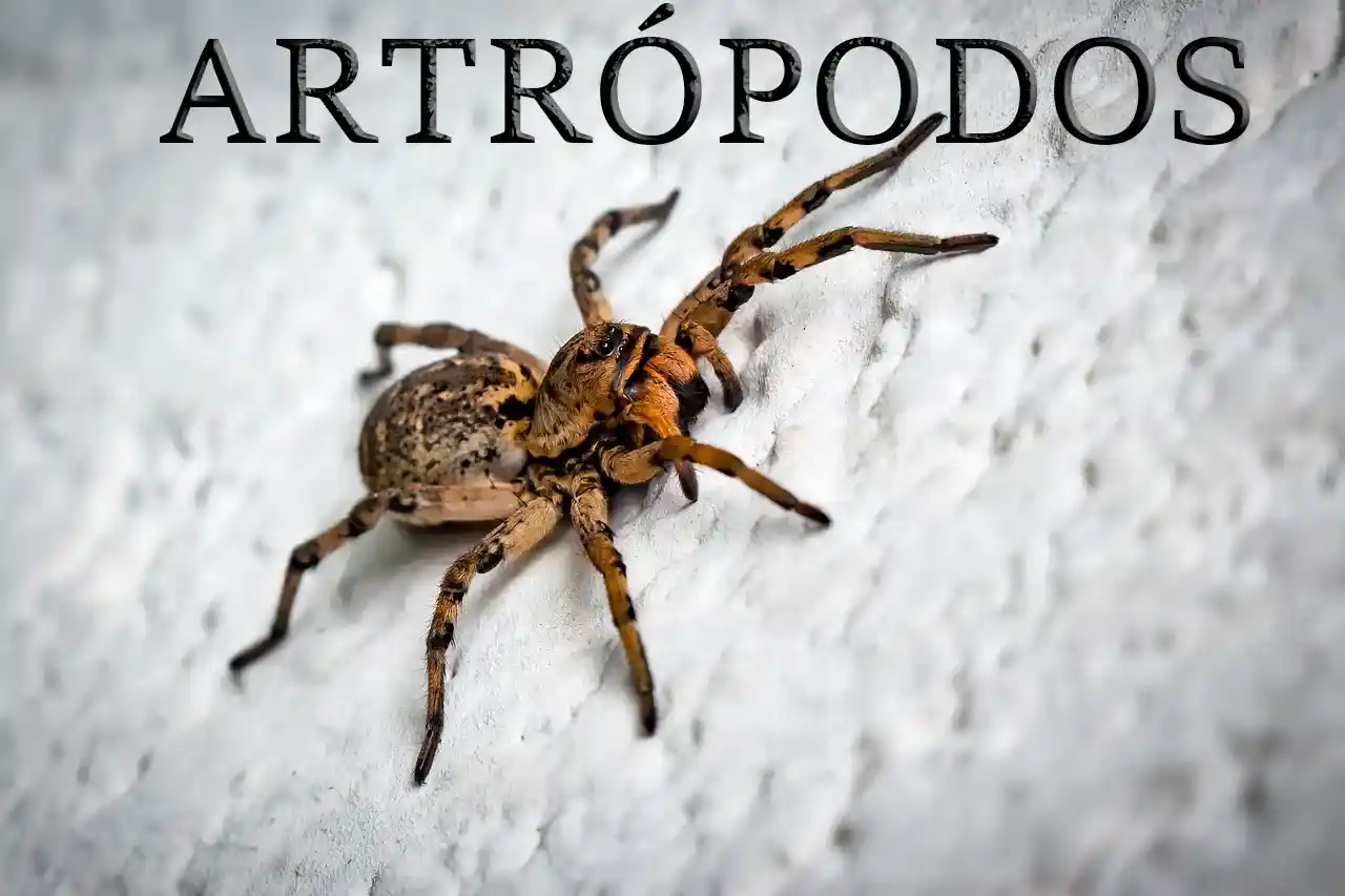 Tarántula representando a los artrópodos, sobre una superficie natural