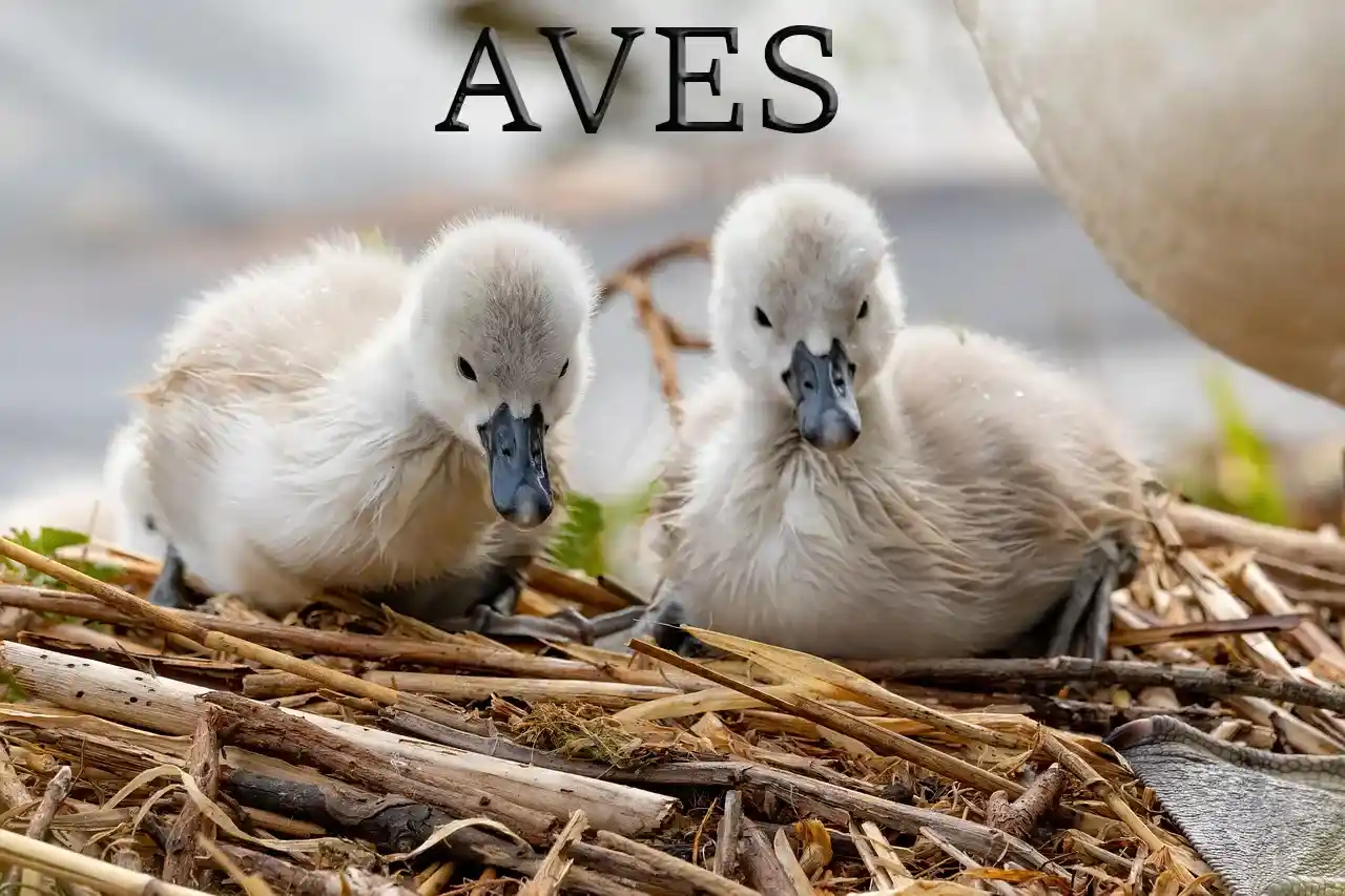 Patos pequeños representando a las aves, caminando en grupo