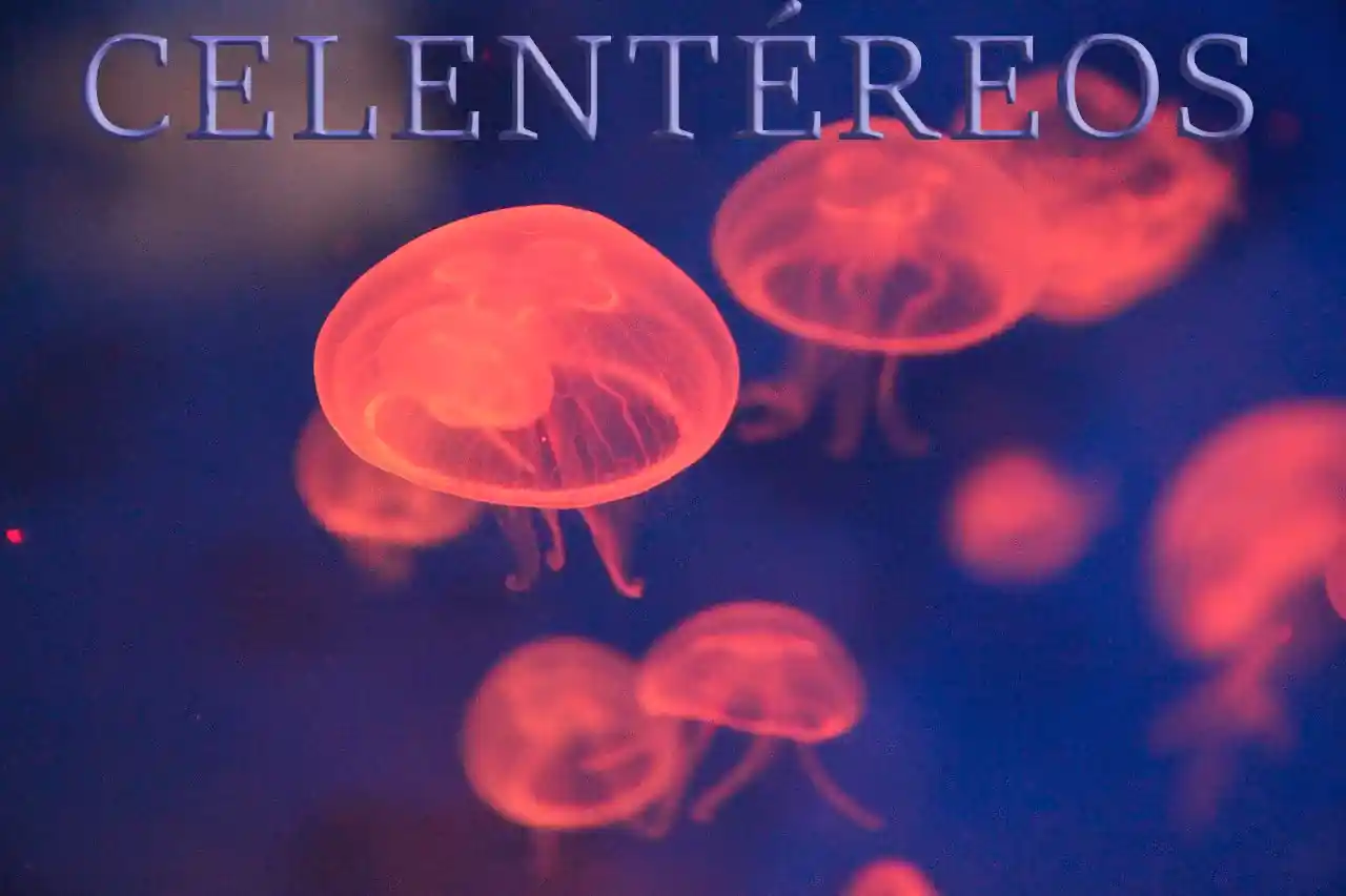 Medusas de colores brillantes representando a los celentéreos