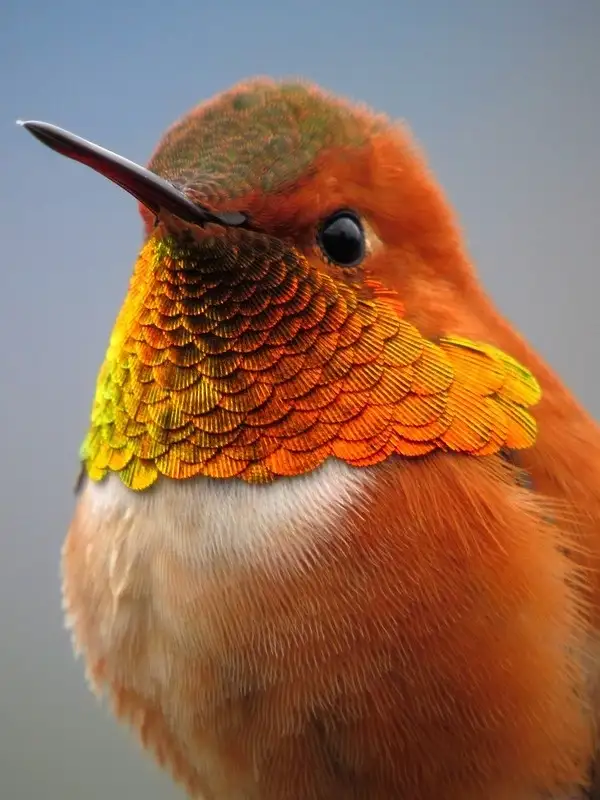 colibri-primer-plato-colores-llamativos Colibrí alimentándose en una flor, mostrando sus colores llamativos
