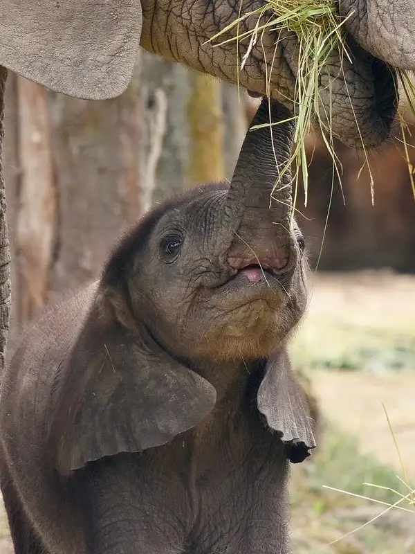 elefante-comiendo-de-la-trompa-de-su-madre Elefante bebé comiendo desde la trompa de su madre