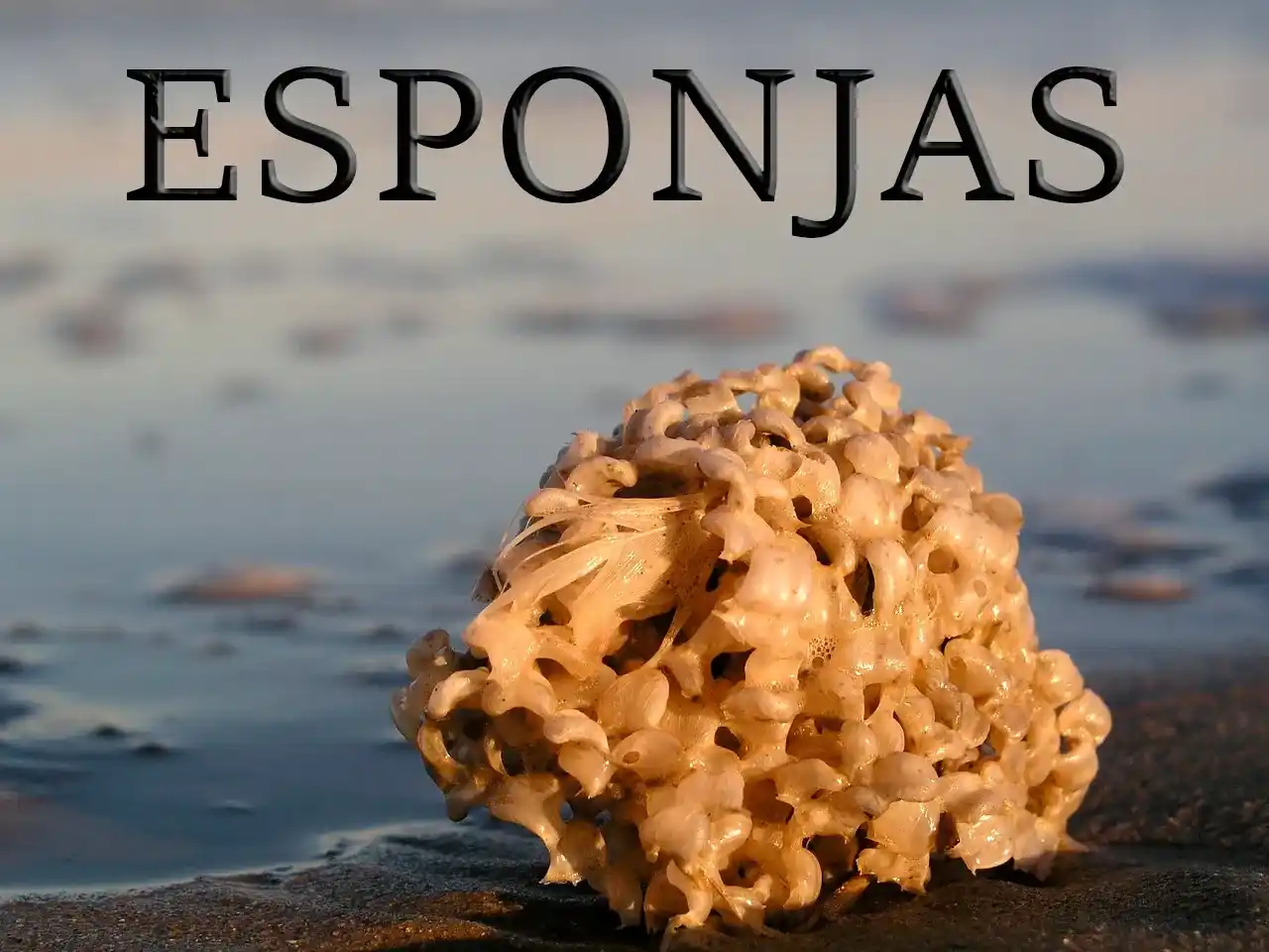 Esponjas marinas sobre la arena del fondo oceánico, representando a los animales poríferos