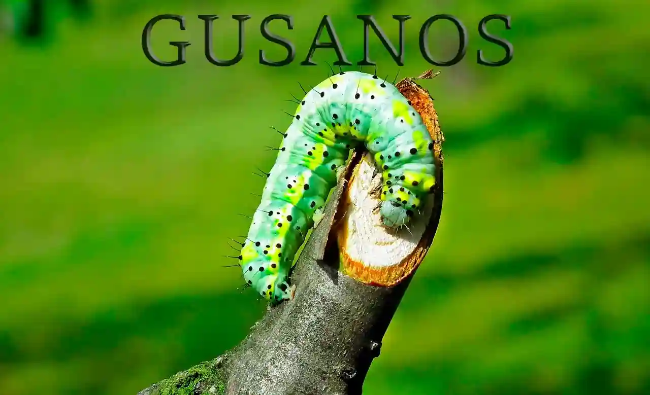 Gusano de color verde intenso representando a los animales invertebrados