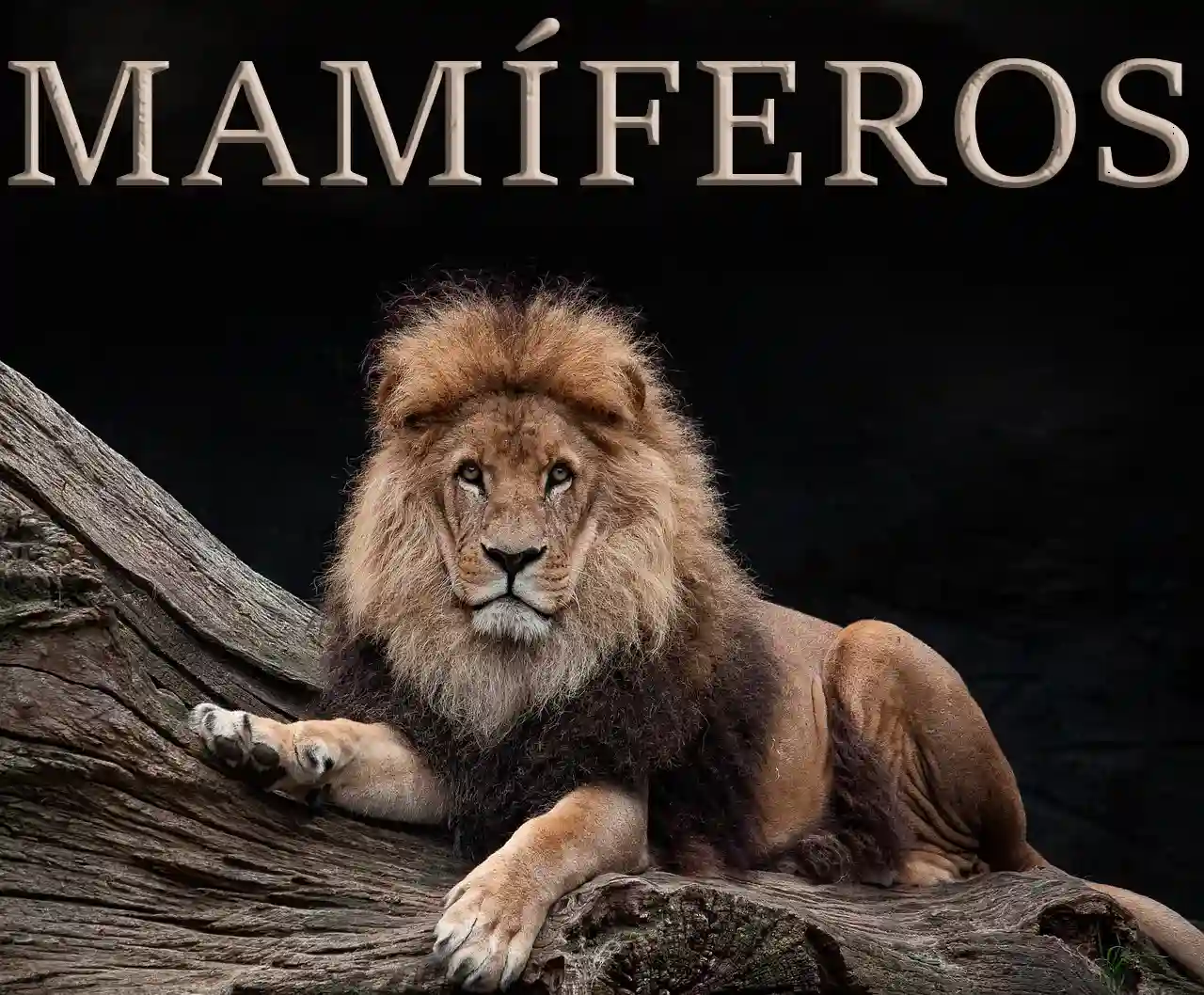 León descansando sobre un tronco, representando a los mamíferos