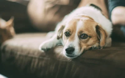 Alimentos prohibidos para perros: lo que nunca deberías darle