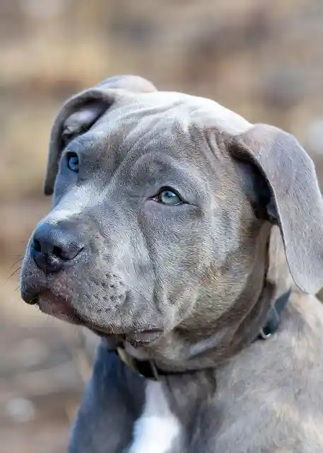 Pitbull de ojos azules mirando con curiosidad