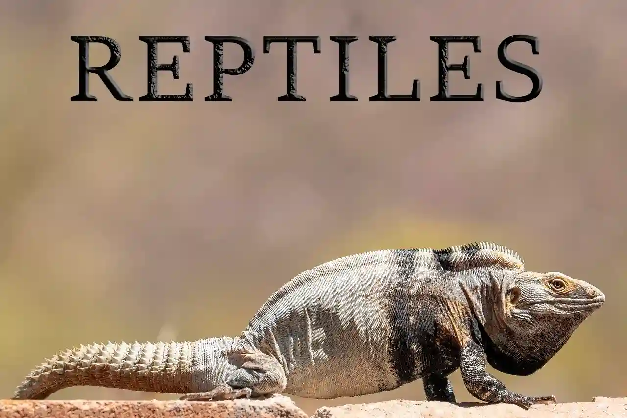 Iguana vista de lado, representando a los reptiles