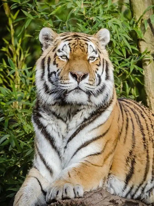 tigre-en-tronco-descansando-tranquilamente Tigre descansando sobre un tronco en medio de la selva