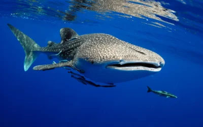 Tiburón ballena