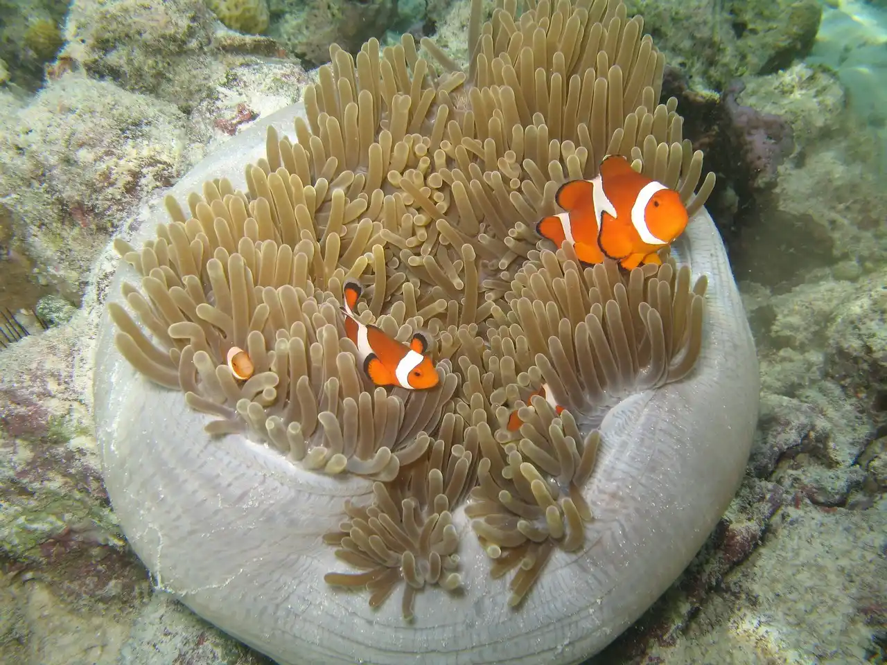 Dos peces payaso comunes nadando entre los tentáculos protectores de su anémona en un arrecife de coral