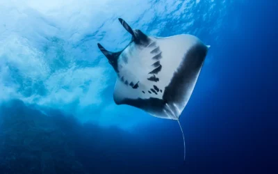 Mantarraya gigante
