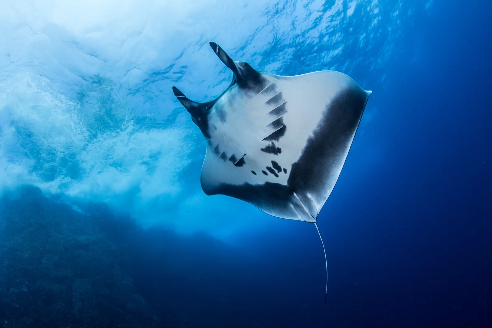 Mantarraya gigante | Animalesporelmundo