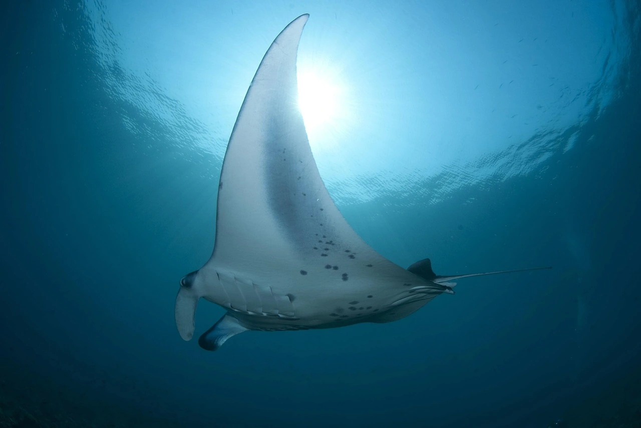 Mantarraya gigante nadando bajo el agua vista desde abajo en el océano