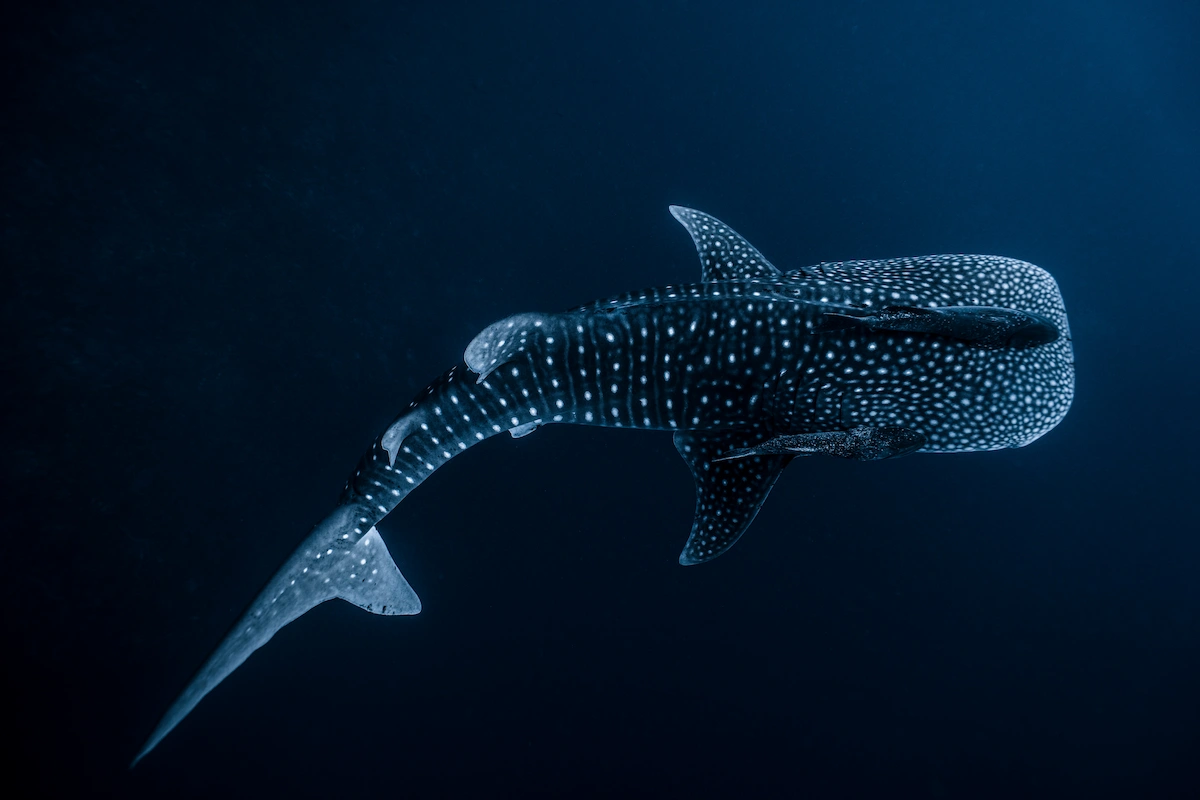 Tiburón ballena nadando en una fosa abisal