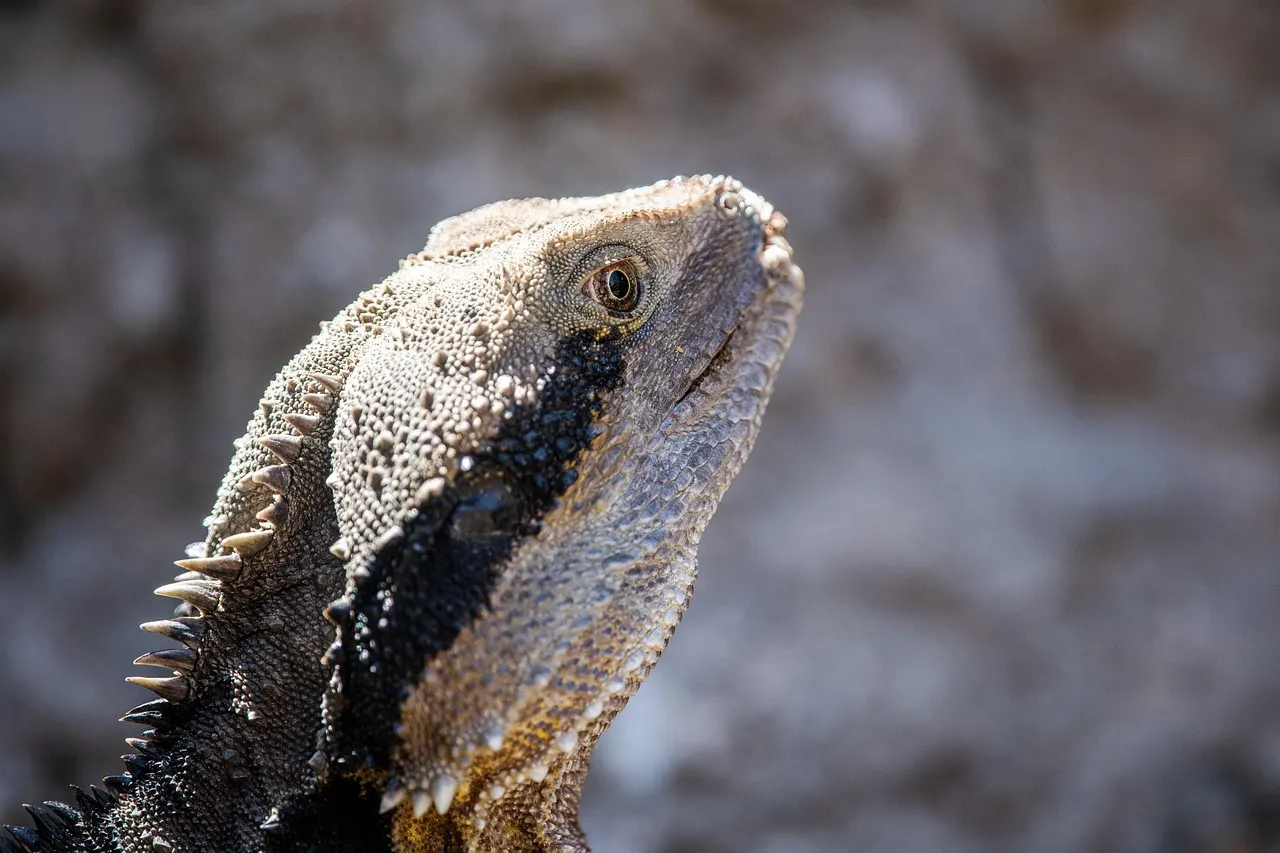 Tuatara mirando con un ojo en primer plano